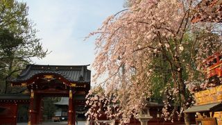 秩父神社・枝垂桜が咲く頃