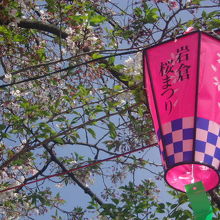 桜とお祭りの提灯の様子