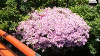 つつじがとても綺麗です。