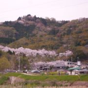 2016年の4月6日の開花状態