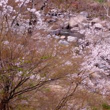 桜が咲いていました