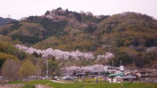 2016年の4月6日の開花状態