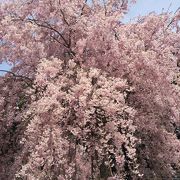 ここはまるで天国？極楽？枝垂桜１０００本満開！