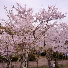 満開の桜が綺麗でした