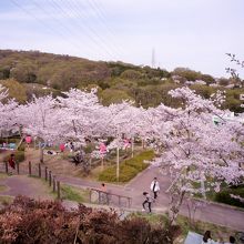 山の斜面を使った公園なので桜を見下ろせる