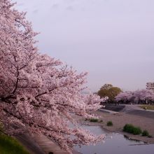 堤防沿いに桜が満開