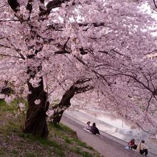 様々な年齢層が桜を楽しんでいます