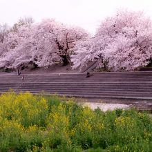 桜と菜の花のコラボ