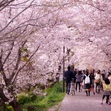 ゆめ桜通りは自動車禁止