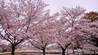 芥川沿いをウォーキングやマラソンするのもお勧め！