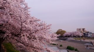 ４月の桜の時期とゴールデンウィークのこいのぼりフェスタがお勧め！