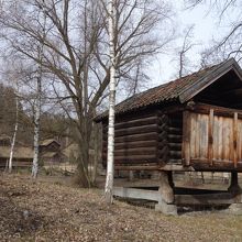 白樺の木もいい感じです
