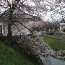 桜の花と東大手門がよく似合う