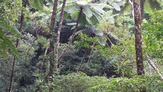 奄美大島の生態系の勉強になる