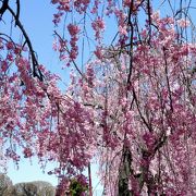 桜が綺麗