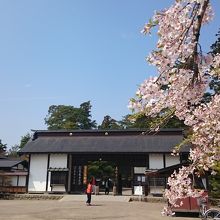 入口の桜