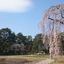 庭園内の桜