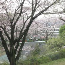 桜が咲いています