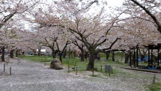 桜は満開でした。