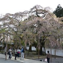 太閤しだれ桜