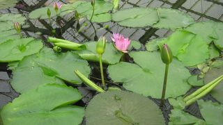 8地獄の中で一番広域の地獄