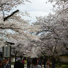 霊宝館前の見事な桜