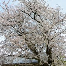 霊宝館入ると見事な桜
