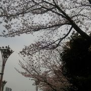 桜も楽しめる