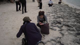 竹富島の南の方にあるカイジ浜で、星の形をした砂を少し探した。