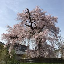 祇園枝垂桜