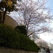 桜が残っていました