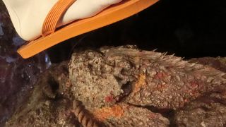 やはりジンベエザメです