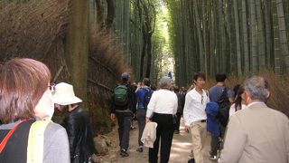 見事な竹のトンネル