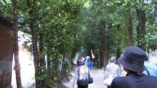 レンタサイクルでまわる方法もあるようです