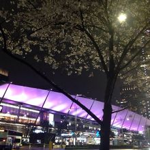 桜の時期のライトあっ