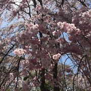 しだれ桜　満開！