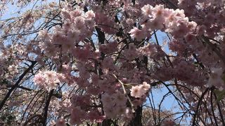 しだれ桜　満開！