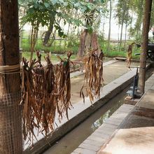 干されるマルベリー