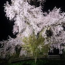 幽玄で見事な桜です