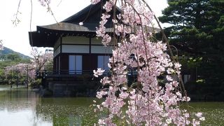 平安神宮神苑の枝垂桜はソメイヨシノより遅く咲きます。４月１０日ごろが見ごろです。