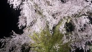 幻想的に見事な桜