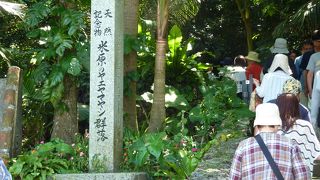 階段を上って行くとボードウォークに囲まれたヤエヤマヤシの群落があります