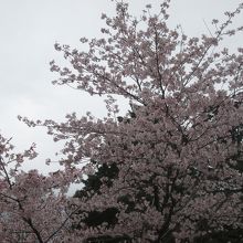 春には桜がさいています