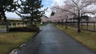 桜に囲まれたスタジアム