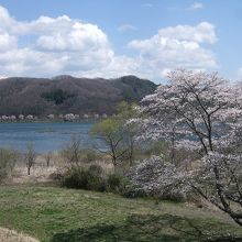大きな湖は桜の花に囲まれます