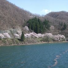 湖畔に多くの桜の木が植わっています