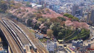 眼下に桜で覆われた飛鳥山公園