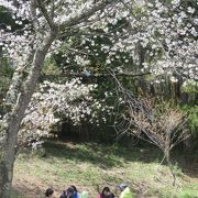 イカリソウや里桜が見られます