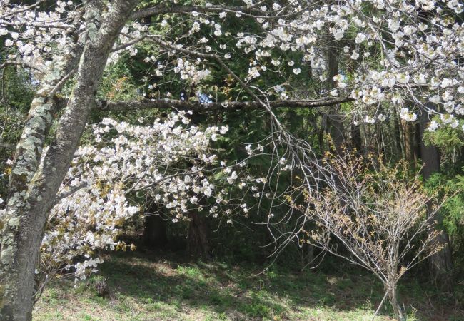 イカリソウや里桜が見られます