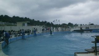 ココでもたまにイベント有イルカラグーン